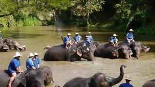 Elephants' Bath - Thai Elephant Conservation Center in Lampang