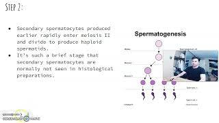 Sperm Maturation - Presented by Matthew Lozancich