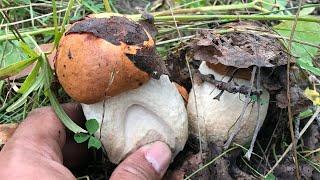 MUSHROOM FORAGING!!! KING BOLETE!!! GIANT FUNGI PORCINI!! CHANTERELLES, SHEEP POLYPORE, HEDGEHOG.