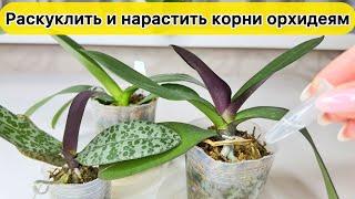 Нарастить корни орхидеи Раскуклить корни орхидеи