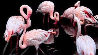 These Flamingos Have Sweet Dance Moves , flying  and original voice # Flamingos# dream world