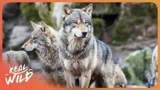 The Hidden Struggle Behind Training Wolves For Hollywood Films