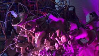 Blue Oyster Mushrooms Play Synth Live