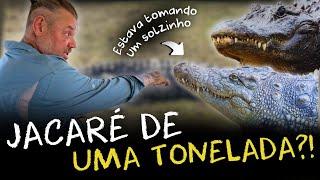 AVENTURA NO SAFARI AFRICANO: ELEFANTES, HIPOPÓTAMOS E CROCODILOS NA VIDA SELVAGEM!