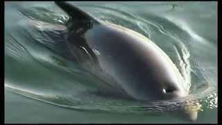 Protecting Harbour Porpoises