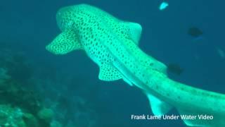 Zebra shark