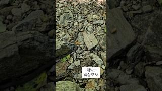 등산길에 만난 살모사#shorts#살모사