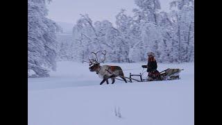 Reindeer Sledding - Aurora holiday, 360, Virtual tour, Abisko, Sweden - Lights over Lapland AB