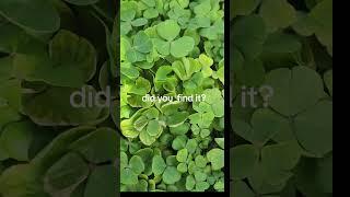 Are you lucky today ? Help me find 4 clover leaves ️