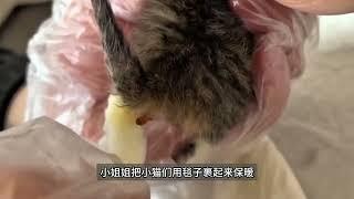 我刚从垃圾堆救了3只小猫，竟然给我养死了！ #流浪猫