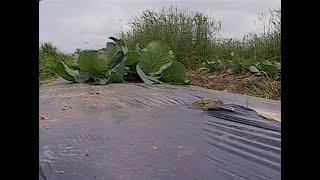 Raised Bed Vegetable Research