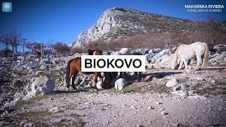 Scenes from Paradise: Horses at Biokovo mountain | Makarska Riviera | Croatia