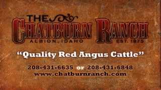 TAG# Z-12 - Chatburn Ranch Red Angus Bulls