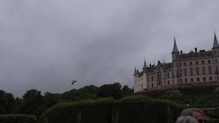 Falon / Bird demo at a Scottish Castle   1 of 2 - Bird of Prey