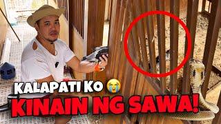 DREAM LOFT NG KALAPATI PINASOK NG SAWA! 