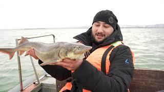 Urgent look it's a shock!!! Caught a wild sturgeon 6kg! The best barbecue in my life!