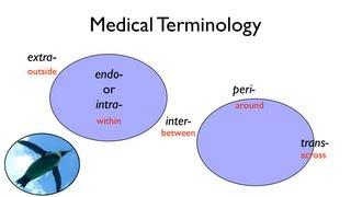 Medical Terminology