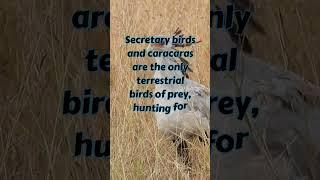 secretary bird #animalfacts #birdfacts #shortsfacts #animalfacts #youtubeshorts #shortsvideo