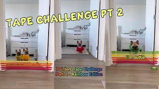 Dog's Try The Painter's Tape Challenge | RAINBOW Edition