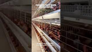 Automatic H Type Layer Chicken Cage Poultry Farming Battery Cage System #chickencage