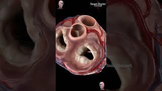 Explore Your Heart's Guardians: Mitral, Aortic, Tricuspid & Pulmonary Valves 