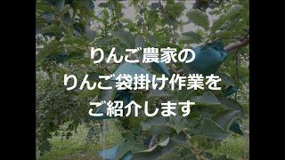 【りんごの袋掛け】地味だけど大切な作業【りんご大学HP】