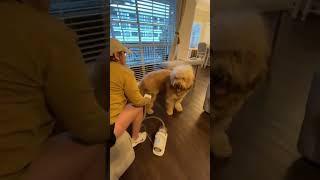 Best vacuum for pet hair 2022 Neakasa pet grooming kits
