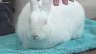 Pet of the Week: Meet 'Turtle' the rabbit