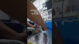 Lawitwit and bungitngit #shorts #birds #handfeed #birdslover #cockatiel #albs2 #saktoformula