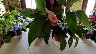 Peace Lily Plant Care: What to Know