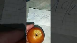 اغرب أنواع اللبان المغربي أي المستخدم في علاج السحر