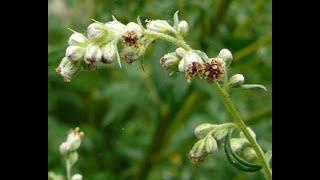 Mugwort   The Wise Womans Power Plant