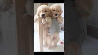จุ๊มเหม่งกับเฌอแตม