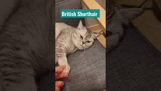 Funny & Cute British Shorthair Part 2 #cat #pets #shorts