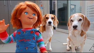 Dogs vs Chucky : Funny Beagles Louie & Marie