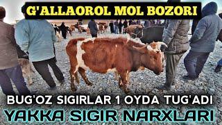 Галлаорол жума бозори бугоз, якка сигир нархлари / JIZZAX G'ALLAOROL JUMA BOZORI