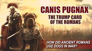 Canis Pugnax: How Did The Ancient Romans Use Dogs in Battles?