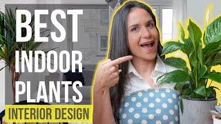 Best Indoor Plants | Interior Design Ideas Tips and Trends for Home Decor