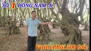 Kiên trì trồng 500 gốc sanh Nam Điền và cái kết sau hơn 20 năm chăm sóc của anh Tài ở Hòa Bình