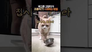 배고픈 고양이가 시위하는 방법 #밥좀달라냥