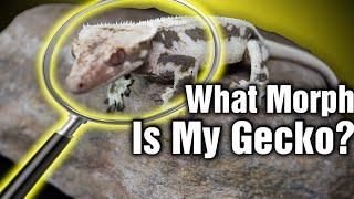 Every Crested Gecko Morph There Is [Part 1 The Basics]