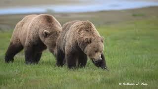 Brown Bears mating - close approach.  Katmai National Park.   June 13, 2024.