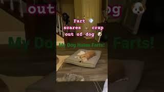 #funnydogs#cute#doglover#doglife#cure#dogshorts#pet#doglife#dogshorts