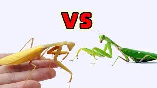 Golden Mantis vs green Mantis