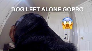 Rottweiler left Home alone with GoPro |11