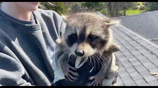 Very Successful Baby Raccoon Adoption