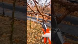 Fall - Winter Pruning Techniques Grape Farming #agriculture #farming