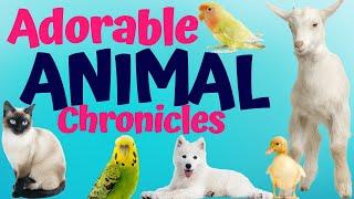 Adorable Animal Chronicles: Unleash the Cuteness!