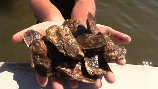 7/14/2020 Islip Shellfish Restoration Program