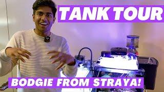 Tank Tour - Bodgie From Straya!